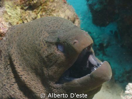 One of my fist underwater photo's, Sharm, Nikon Coolpix 9... by Alberto D'este 