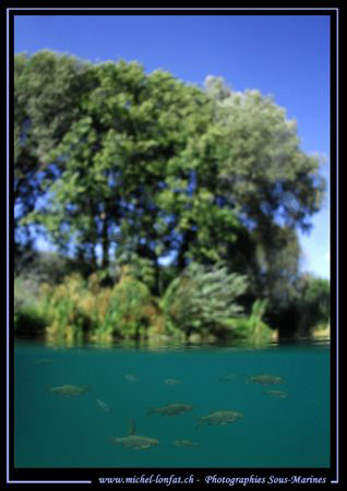 Some Pearl roaches close to the surface... Que du Bonheur... by Michel Lonfat 