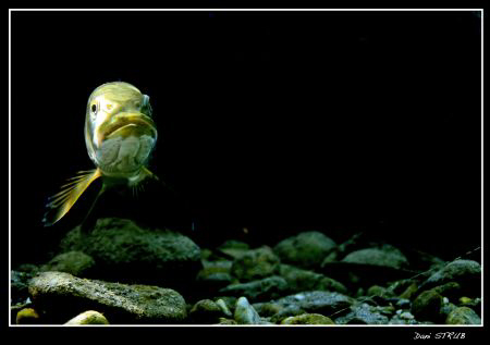 Todays dive with Michel, Sven and friends in Les Brèches,... by Daniel Strub 
