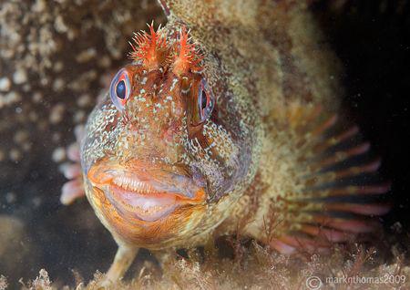 Tompot blenny with fine set of teeth.
Menai Straits, N. ... by Mark Thomas 