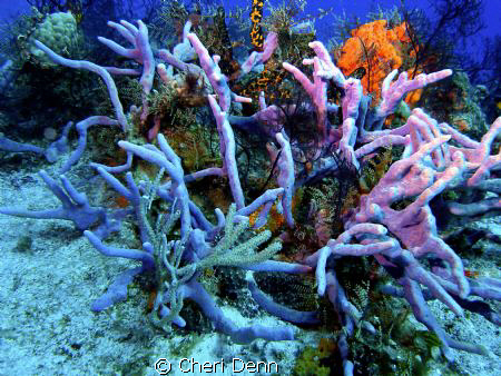 Nothing but color ~~~~ by Cheri Denn 
