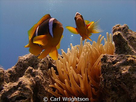 Taken at Coral Island, Taba, with an Olympus SP-350 at 8m. by Carl Wrightson 