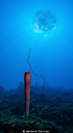 "Bubbles on the sun", Bonaire by Aleksandr Marinicev 