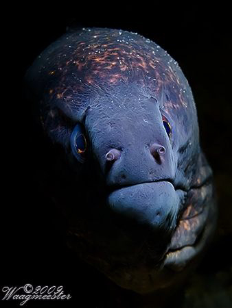 Yellow Margined Moray Eel (Gymnothorax flavimarginatus) -... by Marco Waagmeester 