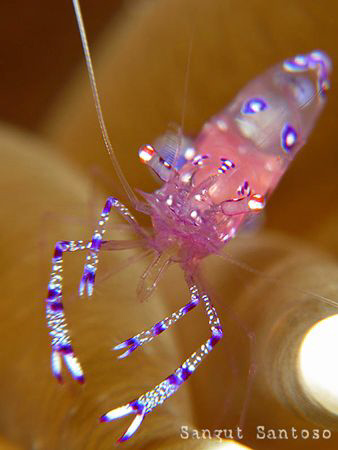 "Pinkie" 
Canon G7 double Inon macro lens Inon D2000s St... by Sangut Santoso 