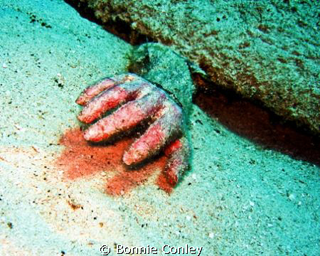 Dead Hand!  I came upon this horror while diving at Grand... by Bonnie Conley 