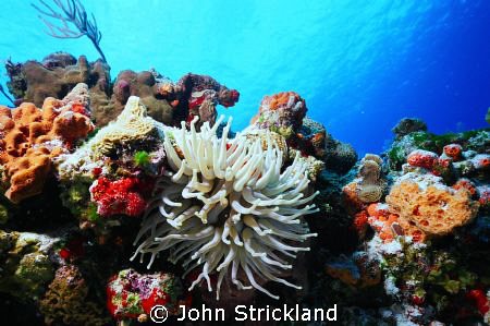 Nikonos 15mm Cozumel by John Strickland 