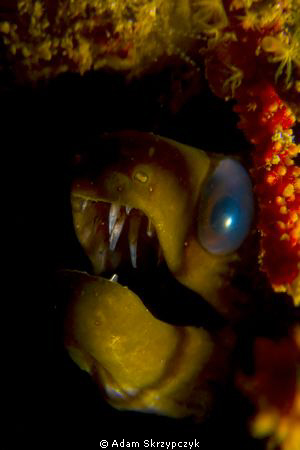 Juvenile Moray, Oly 5060, single strobe. by Adam Skrzypczyk 