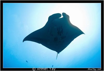 A manta from Maldives by Ahmet Yay 