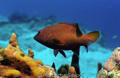 Most of dives last January were cancelled.  Managed to ge... by Mordechai Saxon 