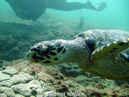 Turtle on the Inside Reef at Lauderdale by the Sea by Michael Kovach 