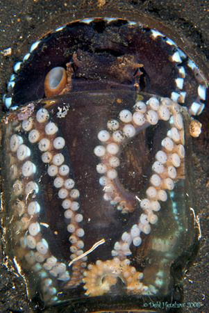 "Pickled Octopus" Bet he thought I couldn't see him :o) by Debi Henshaw 