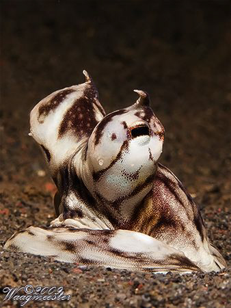 "Eyes above the sand" - Puri Jati, Bali (Canon G9, Inon D... by Marco Waagmeester 