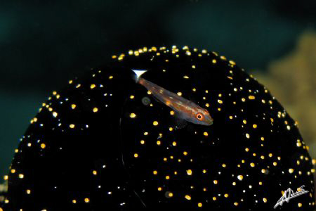 gobi on egg cowrie in "West of Eden" Island 7 Similan Nat... by Adriano Trapani 