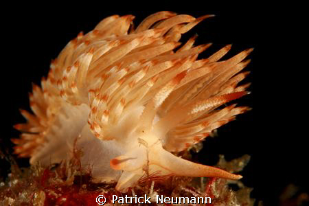 nudi from Anilao, Bethlehem by Patrick Neumann 