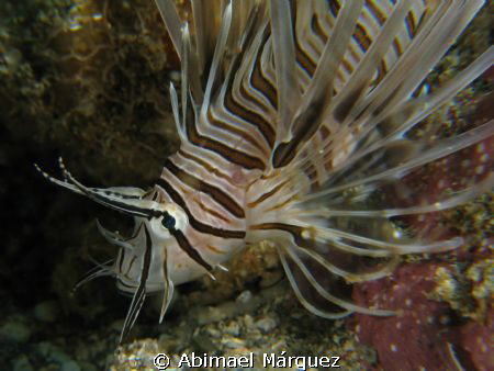 Lionfish by Abimael Márquez 