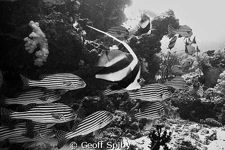 reefscene in black and white by Geoff Spiby 