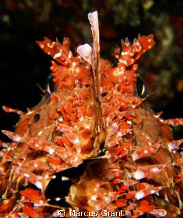 Another Scopion fish shot. This was quite hard to do as i... by Marcus Grant 