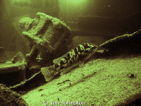 A corkwring wrasse on the James Egan Layne.  A Liberty sh... by Ian Johnston 