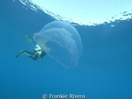 Jelly Fish eats my dive buddy!!!!  
This was taken durin... by Frankie Rivera 