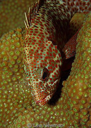 A Hind hunting on the reef. Shot with a Canon 30D in an I... by Lee Newman 