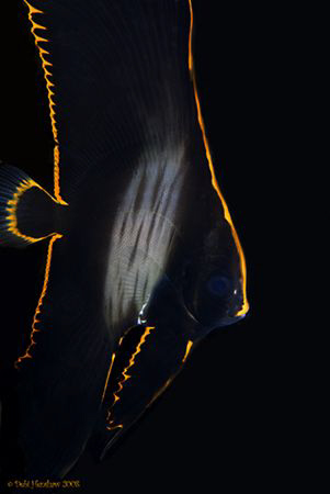 "Rim of Fire" Juv. Batfish taken under DuCoMil Pier :o) by Debi Henshaw 