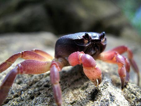 "Get sun burn"
Canon G7 internal flash.
This crab on th... by Sangut Santoso 