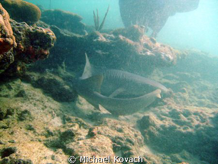 Nurse shark on the Inside Reef at Lauderdale by the Sea by Michael Kovach 