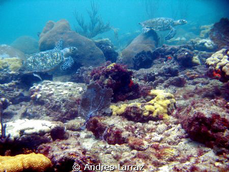 TURTLE TRAFFIC! by Andres Larraz 