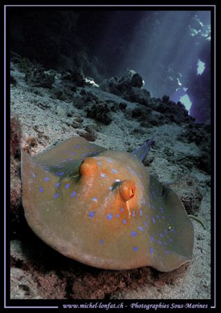 Ray in a Cave in the Red Sea in Egypt... Que du Bonheur .... by Michel Lonfat 