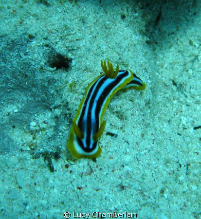 Chromidoris Quadricolour.  Lovely little pyjama slug! by Lucy Chamberlain 