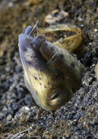 Black- pitted snake eel. Lembeh. D200, 60mm. by Derek Haslam 