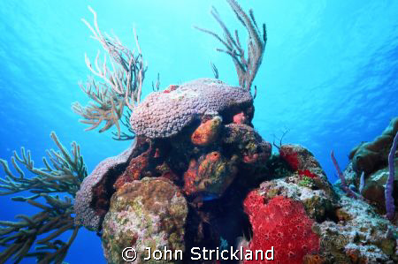 nikonos 15mm cozumel by John Strickland 
