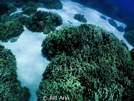 Big Island, HI.  Olympus SP-350 and Inon Wide Angle lens. by Bill Arle 