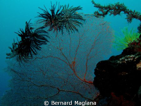 I realized wide angle is as much fun as macro. by Bernard Maglana 