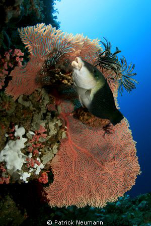 Wideangel in Anilao taken with Canon 400D/Hugyfot by Patrick Neumann 