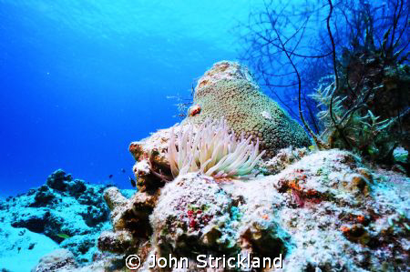 nikonos 15mm cozumel by John Strickland 