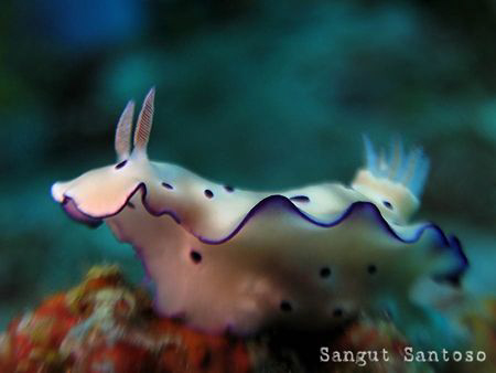 "Sea cow"
Canon G7 Internal flash by Sangut Santoso 