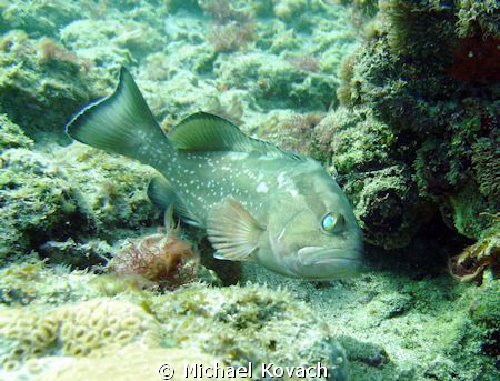 Nassau Grouper on the reef off the beach at the Pelican B... by Michael Kovach 
