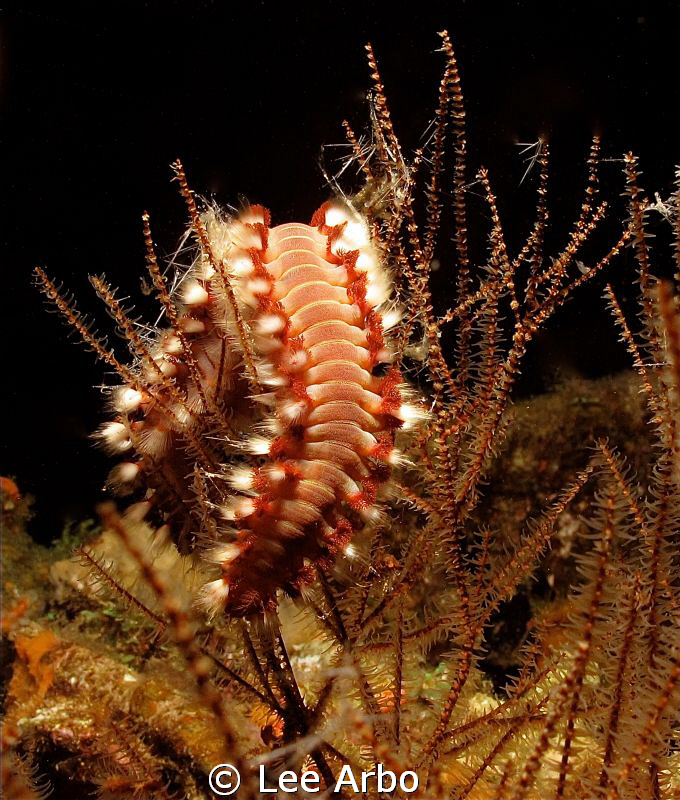 Fireworm caught on deck of the Superior Producer during a... by Lee Arbo 
