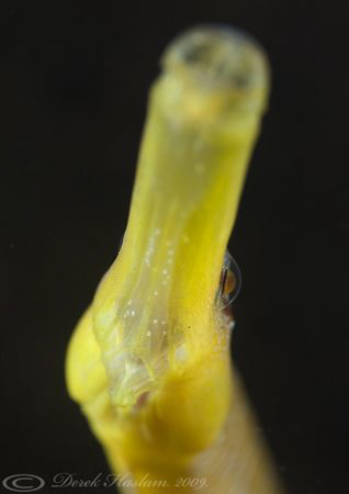 Snake pipefish. Trefor pier. D3, 60mm. by Derek Haslam 