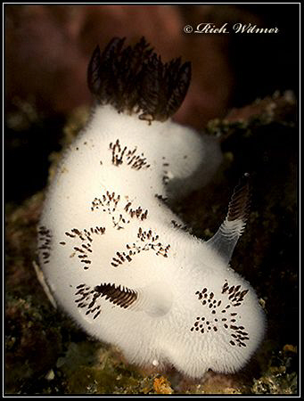 Jorunna funebris. G9/Ikelite DS160s/2 UCL165s. by Richard Witmer 