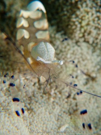 tubataha reef. Canon G10 by Andrew Macleod 