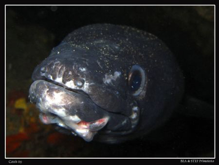 Conger conger. Canon Ixus 980. by Bea & Stef Primatesta 
