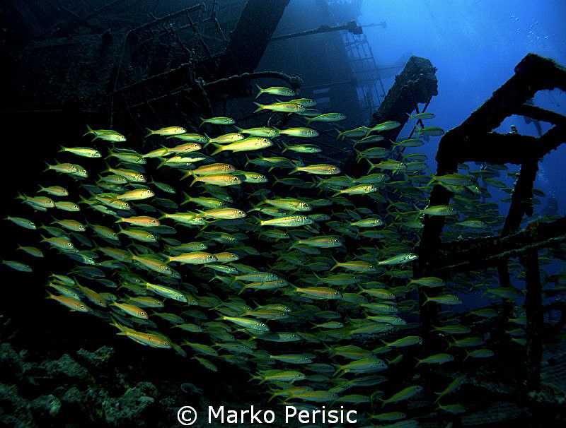 Yellowfin Goatfish make their way through the wreckage of... by Marko Perisic 