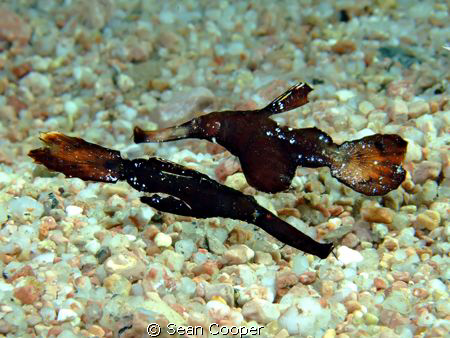 Robust ghost pipefish by Sean Cooper 