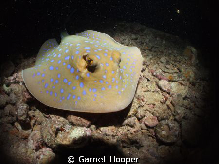 Blue-spotted Stingray in flight on the Thistlegorm at nig... by Garnet Hooper 
