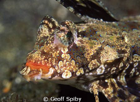 dragonet by Geoff Spiby 