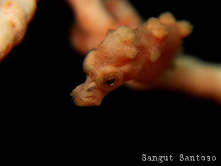 "wake up"
Canon G7 Double Inon macro lens internal flash... by Sangut Santoso 