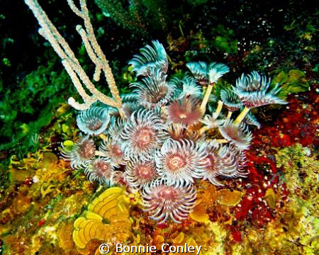 Featherduster seen in Grand Bahamas May 2009.  Photo take... by Bonnie Conley 